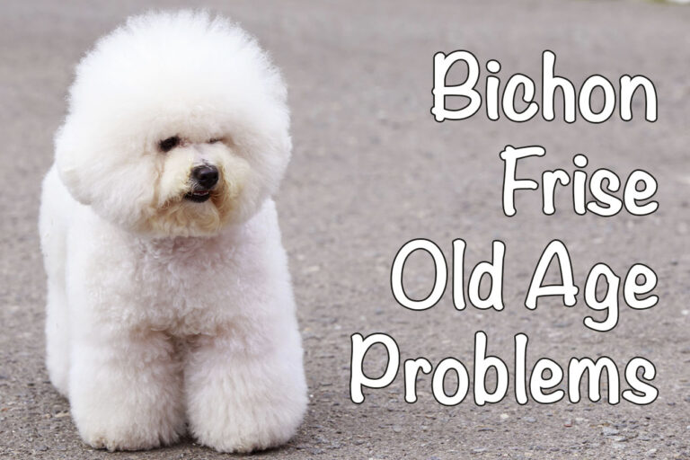 8 Problems with Old Bichons Frises and How to Avoid Them Bichon World