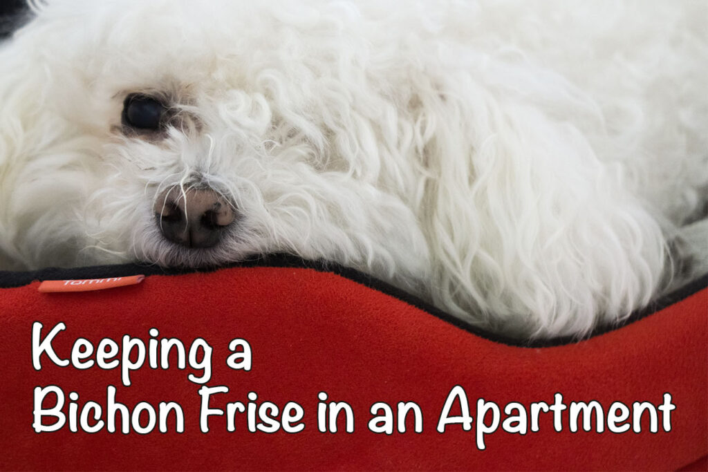 Are Bichons Frises Good for Apartments?