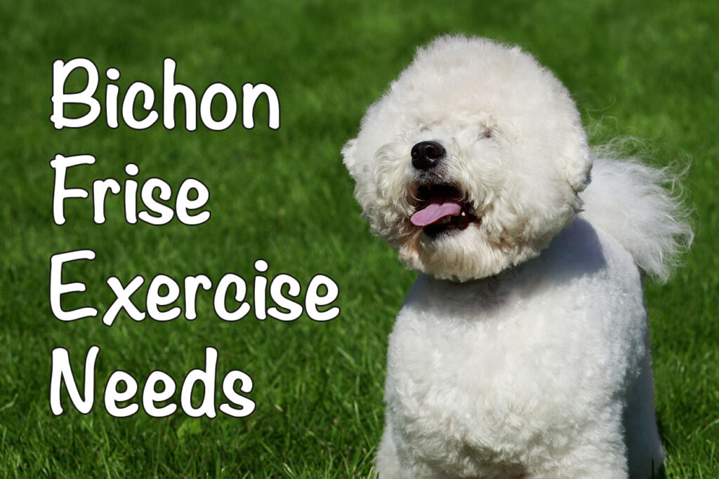 Bichon Frise Exercise