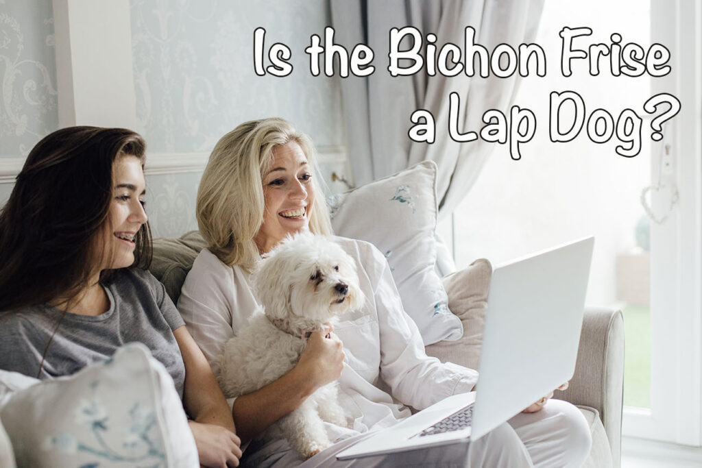 Is the Bichon Frise a Lap Dog?