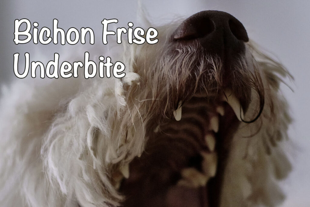 Bichon Frise Underbite: All You Need to Know