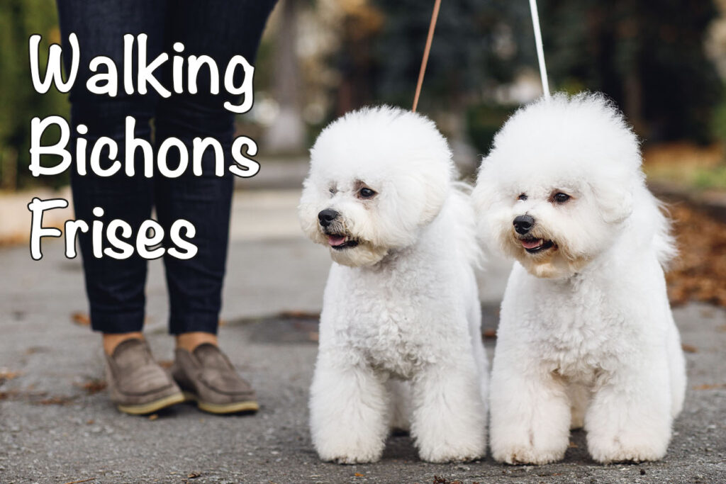 Walking a Bichon Frise