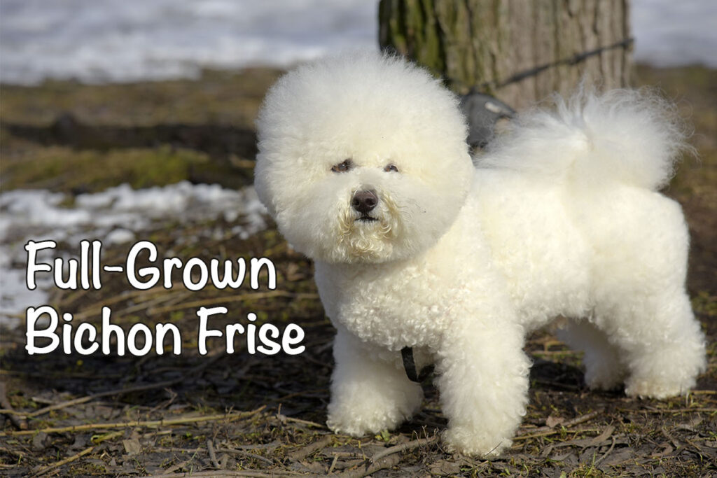 Full Grown Bichon Frise When Size Weight More Bichon World Full Grown Bichon Frise When Size Weight More Bichon World