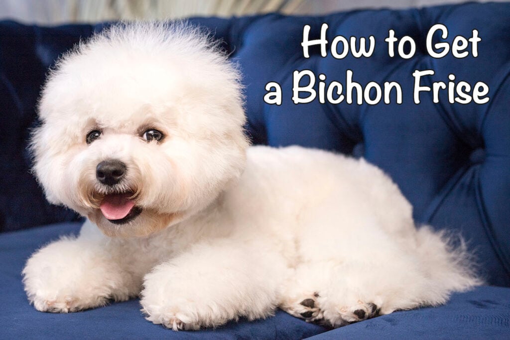 How to Get a Bichon Frise