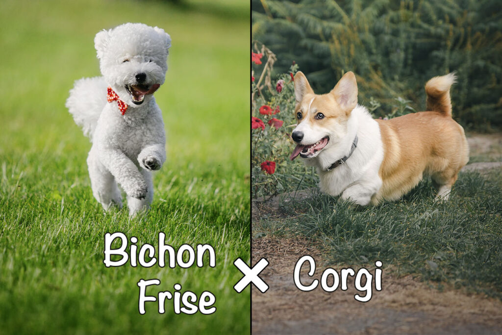 Corgi Bichon (Bichon Frise x Corgi Mix)