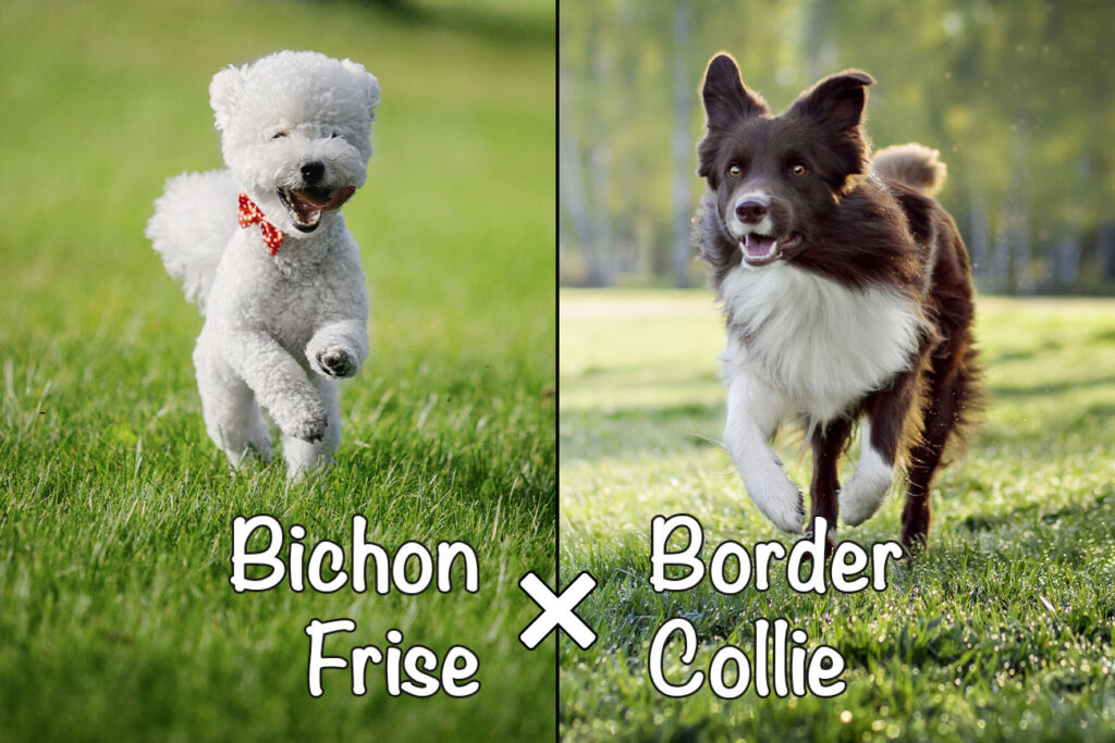 Bichon Collie (Bichon Frise x Border Collie Mix)