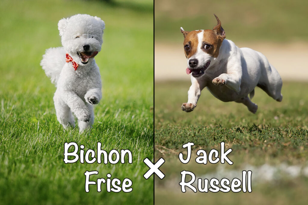 Jackie-Bichon (Bichon Frise x Jack Russell Terrier Mix)