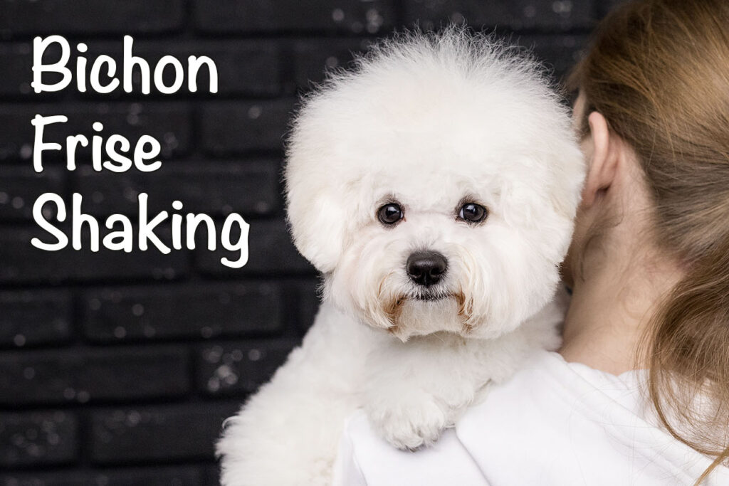 Bichon Frise Shaking