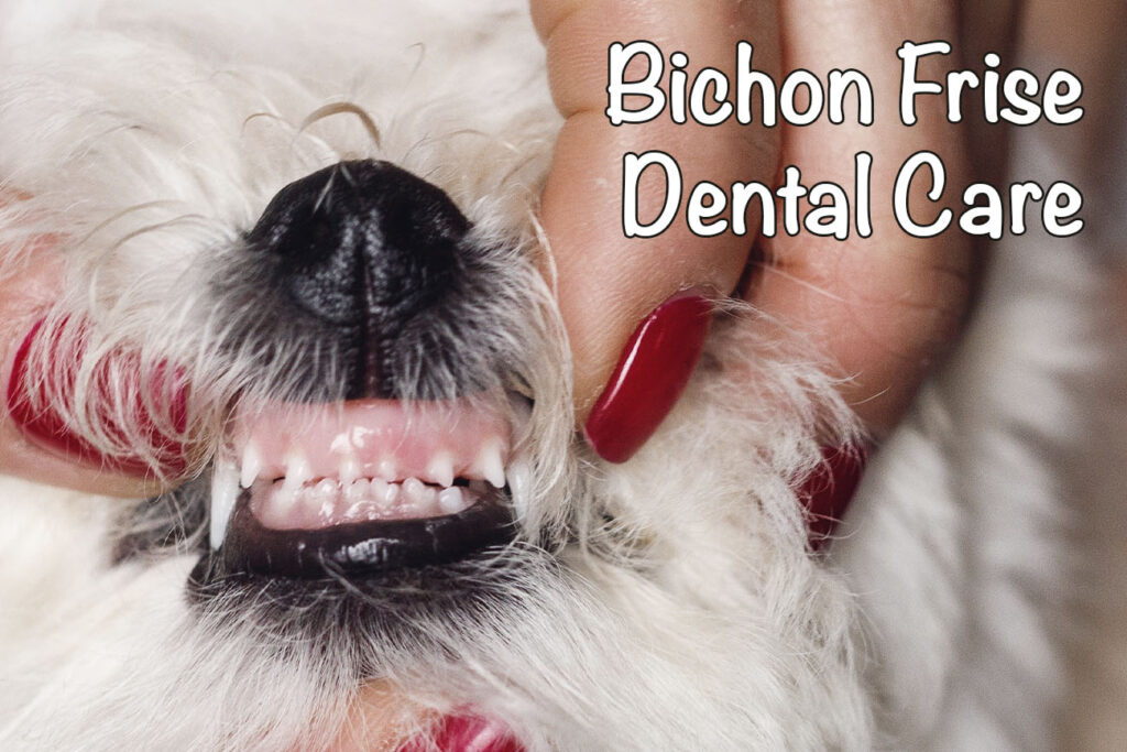 Bichon Frise Teeth: Problems, Cleaning, and More