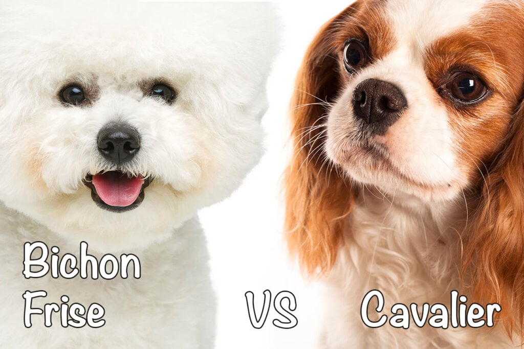 Bichon Frise vs. Cavalier King Charles Spaniel
