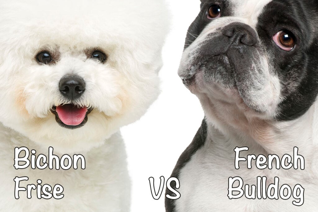 Bichon Frise vs. French Bulldog