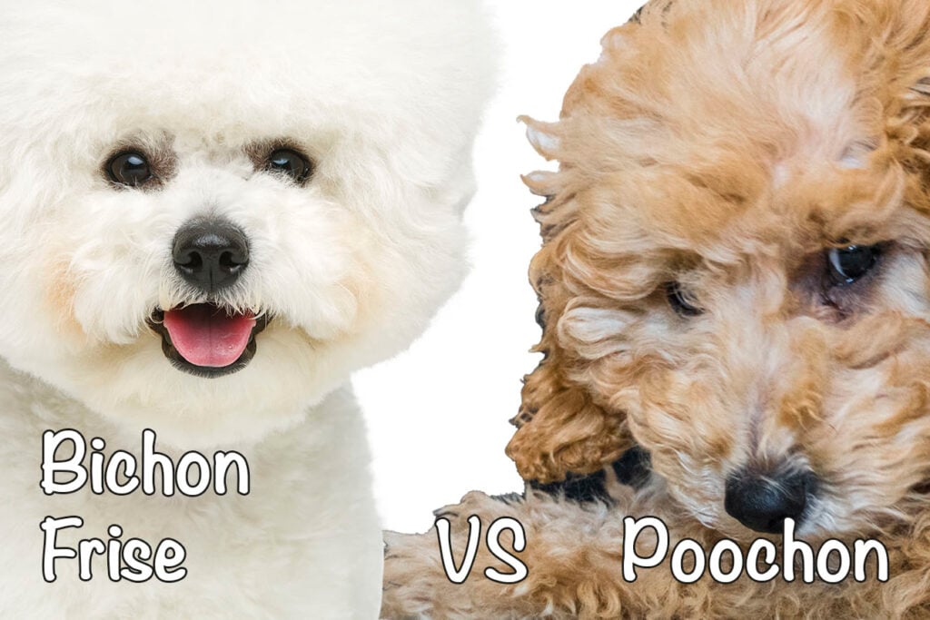 Bichon Frise vs. Poochon