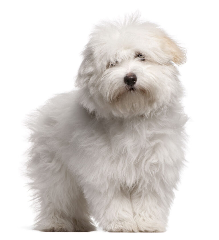 Biton (Bichon Frise x Coton de Tulear Mix) All You Need to Know