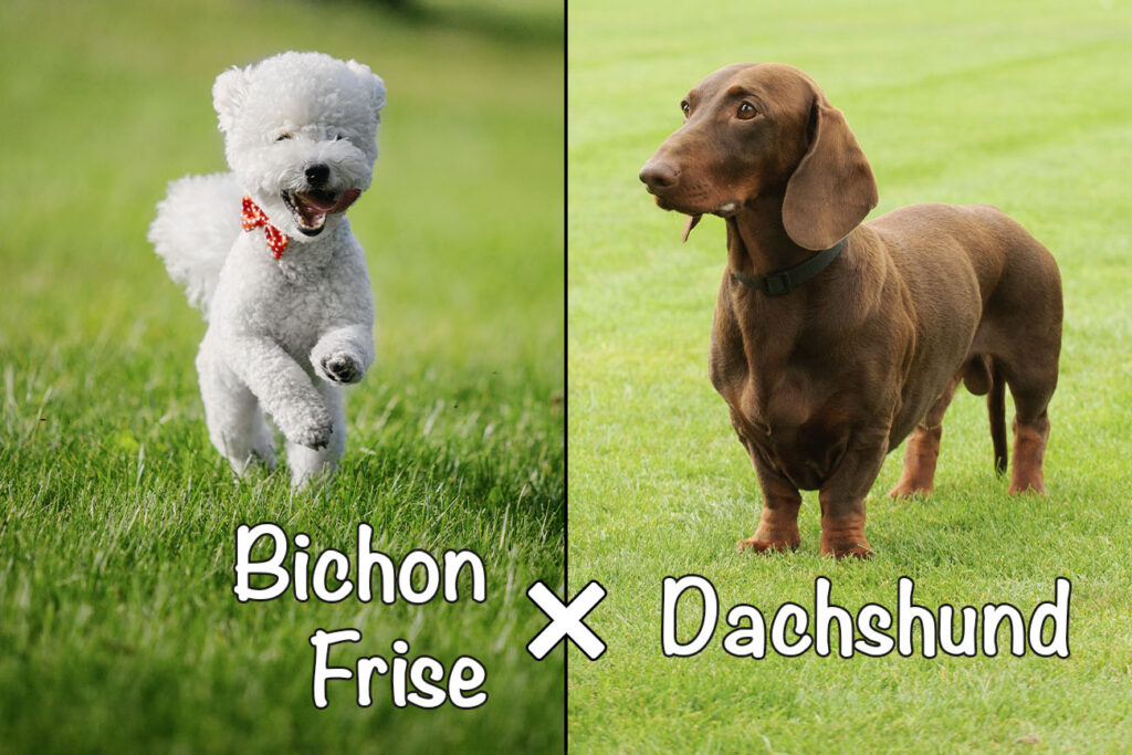 Doxie-Chon (Bichon Frise x Dachshund Mix)