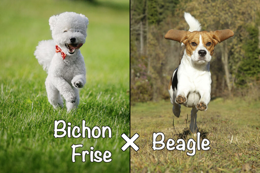 Glechon (Bichon Frise x Beagle Mix)
