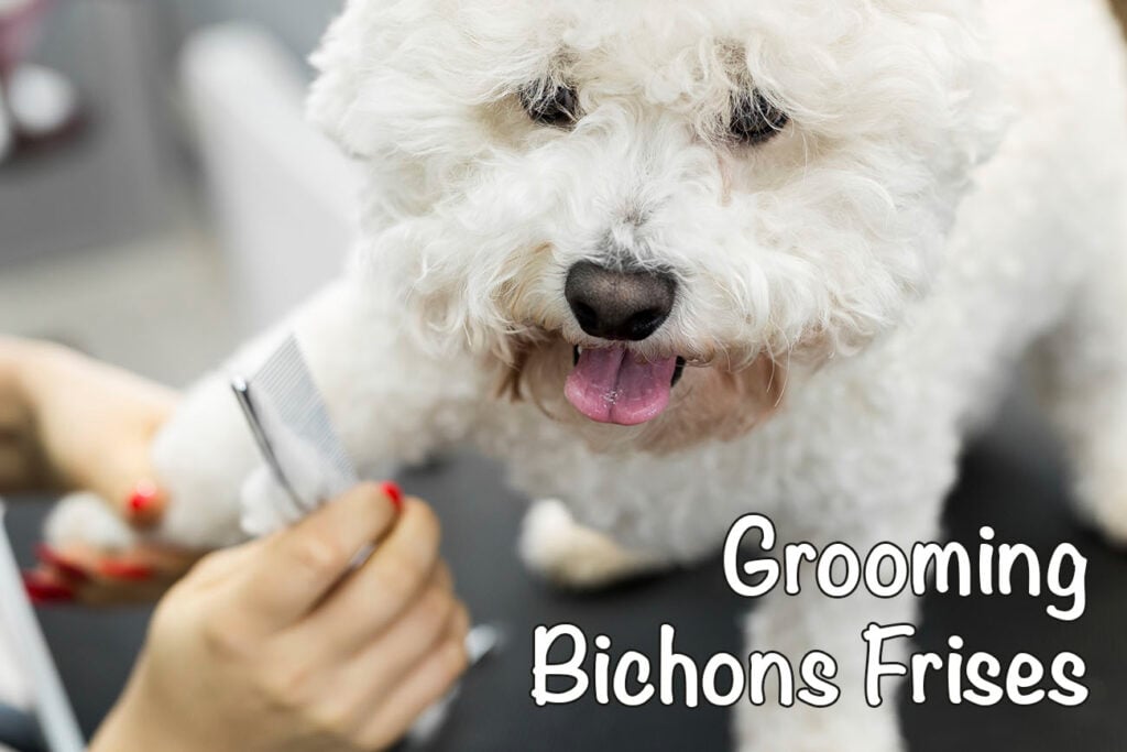 How to Groom a Bichon Frise