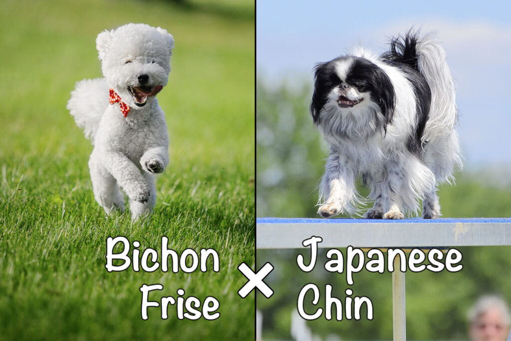 Ja-Chon (Bichon Frise x Japanese Chin Mix)