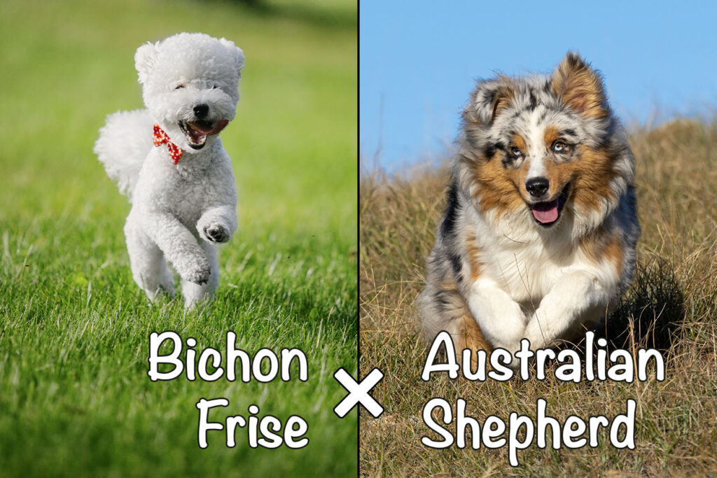Aussiechon (Bichon Frise x Australian Shepherd Mix)