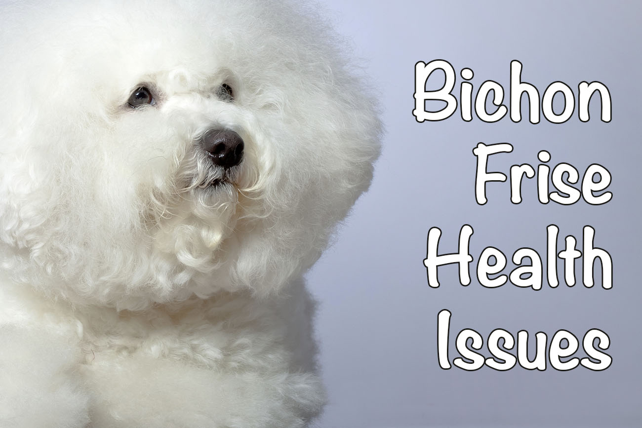 What Health Problems Do Bichon Frise Have What Health Problems Do Bichon Frise Have