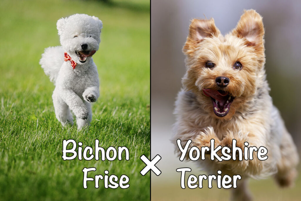 Bichon Yorkie (Bichon Frise x Yorkshire Terrier Mix)