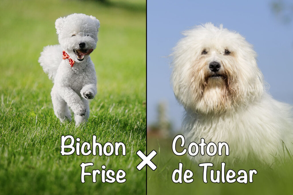 Biton (Bichon Frise x Coton de Tulear Mix)