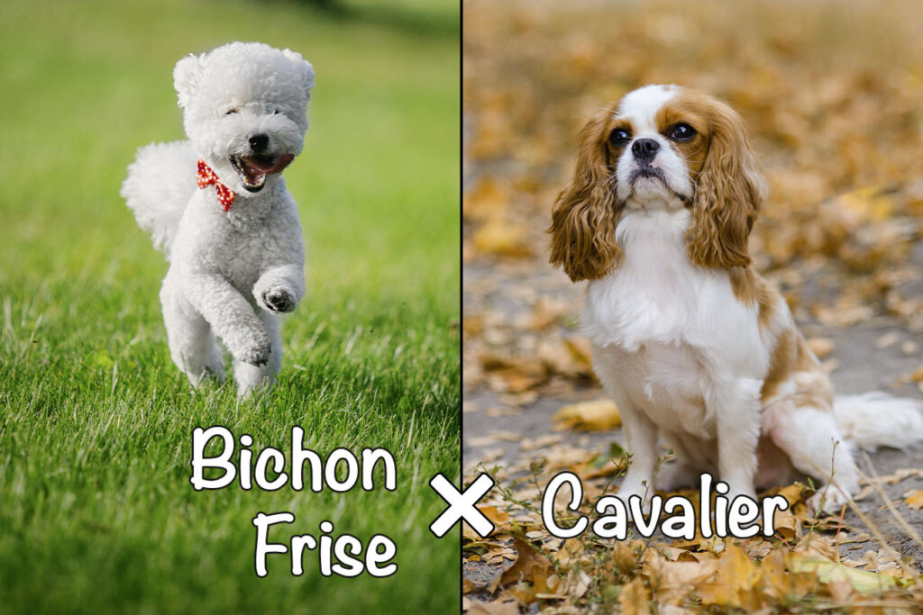 Cavachon (Bichon Frise x Cavalier King Charles Spaniel Mix)