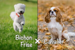 Cavachon (Bichon Frise x Cavalier King Charles Spaniel Mix): All You