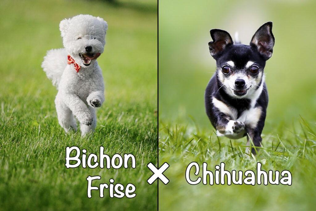 Chi Chon (Bichon Frise x Chihuahua Mix)