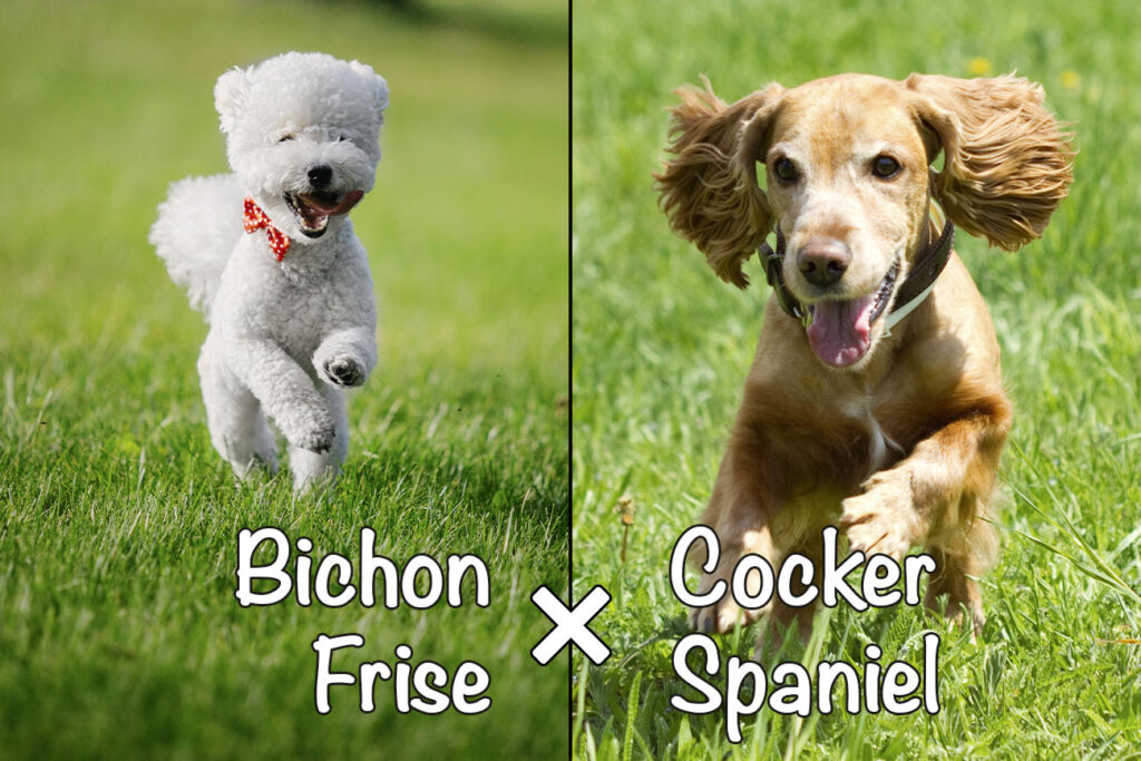 Cock-A-Chon (Bichon Frise x Cocker Spaniel Mix)