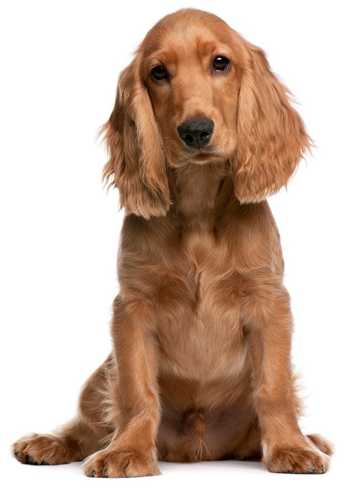 Cocker Spaniel