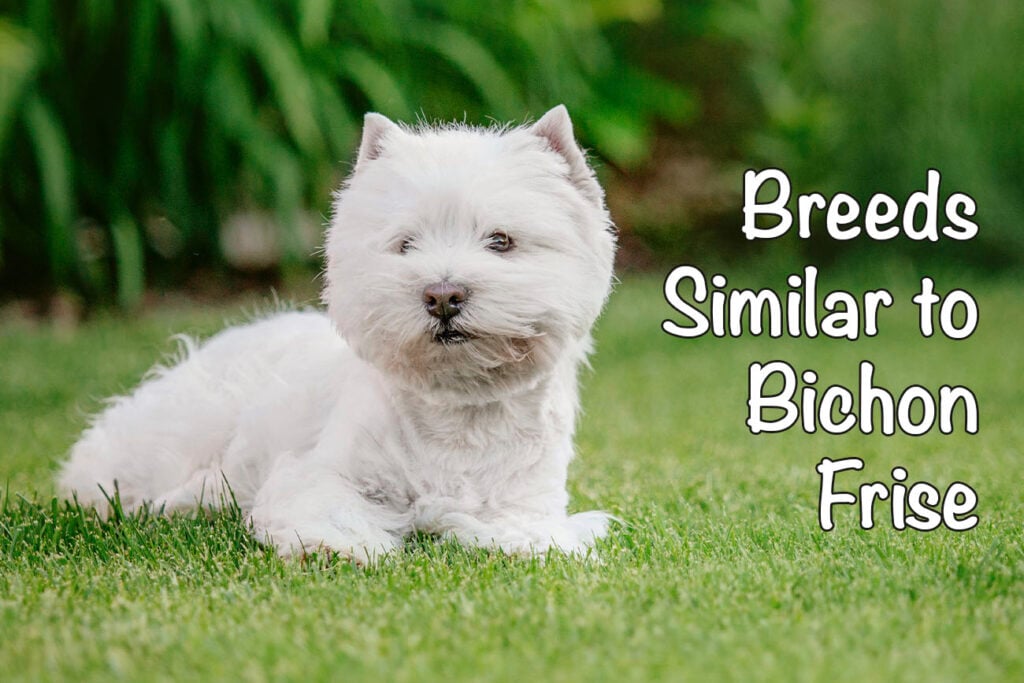 Dogs Similar to the Bichon Frise