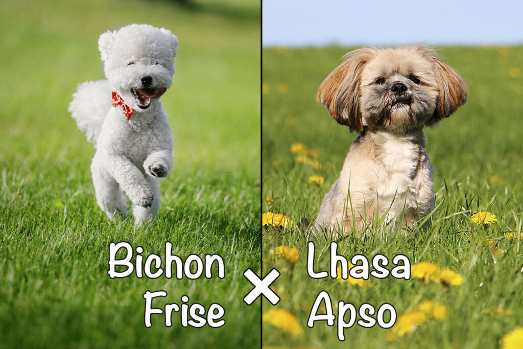 La-Chon (Bichon Frise x Lhasa Apso Mix)