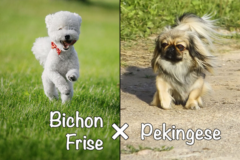 Peke-A-Chon (Bichon x Frise Pekingese Mix)