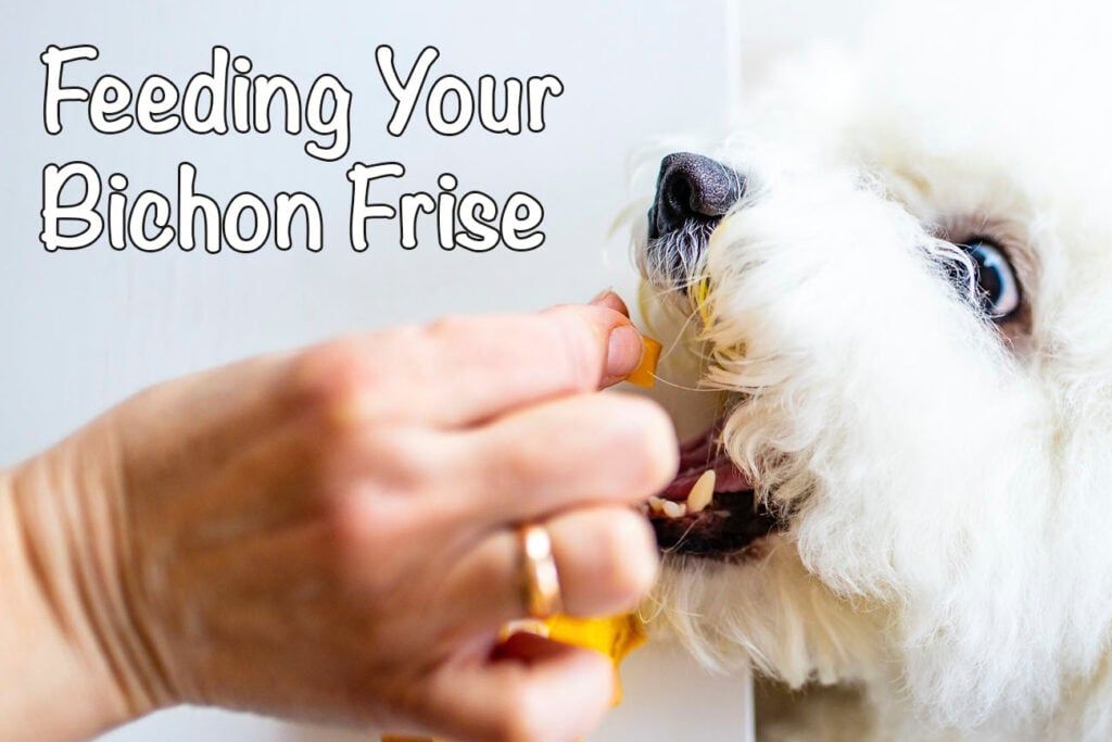 Feeding Your Bichon Frise: Diet and Eating Habits
