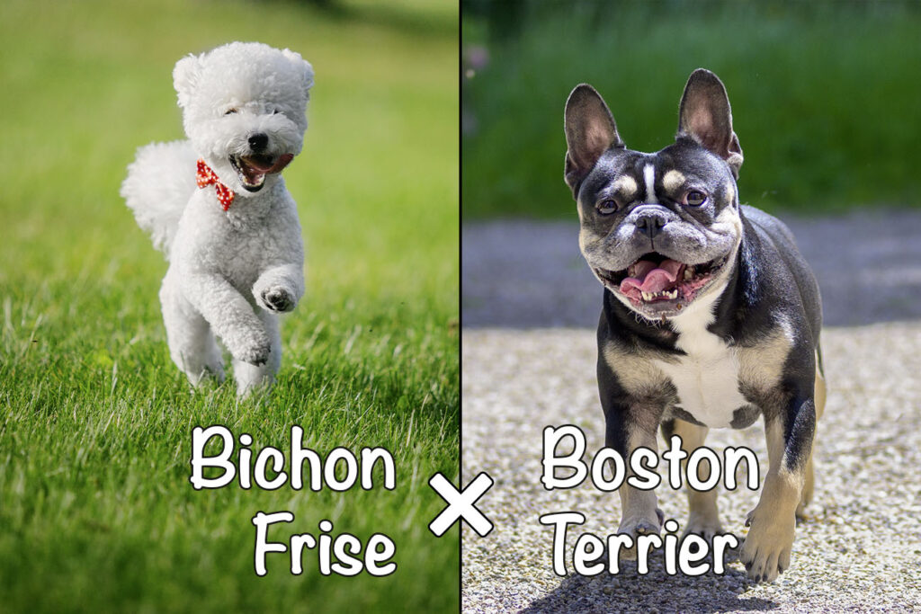 Bostchon (Bichon Frise x Boston Terrier Mix)