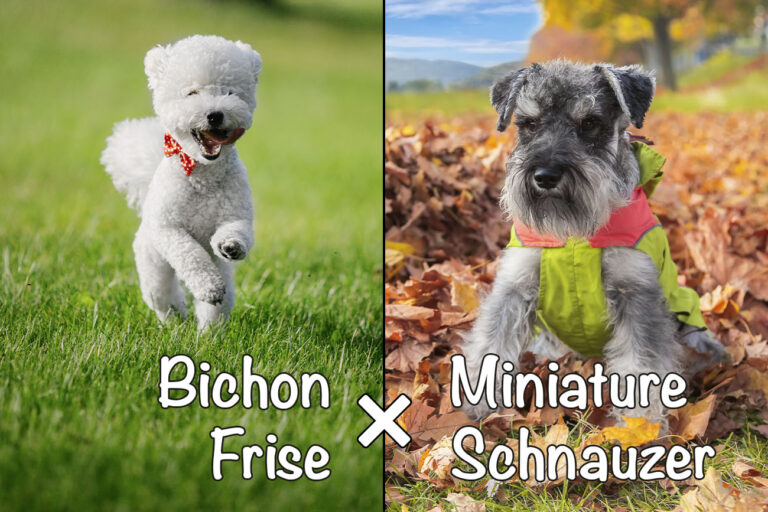 Chonzer (Bichon Frise x Miniature Schnauzer Mix): All You Need to Know ...