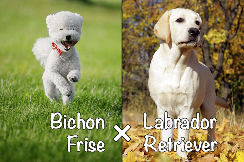 Labrachon (Bichon Frise x Labrador Retriever Mix)