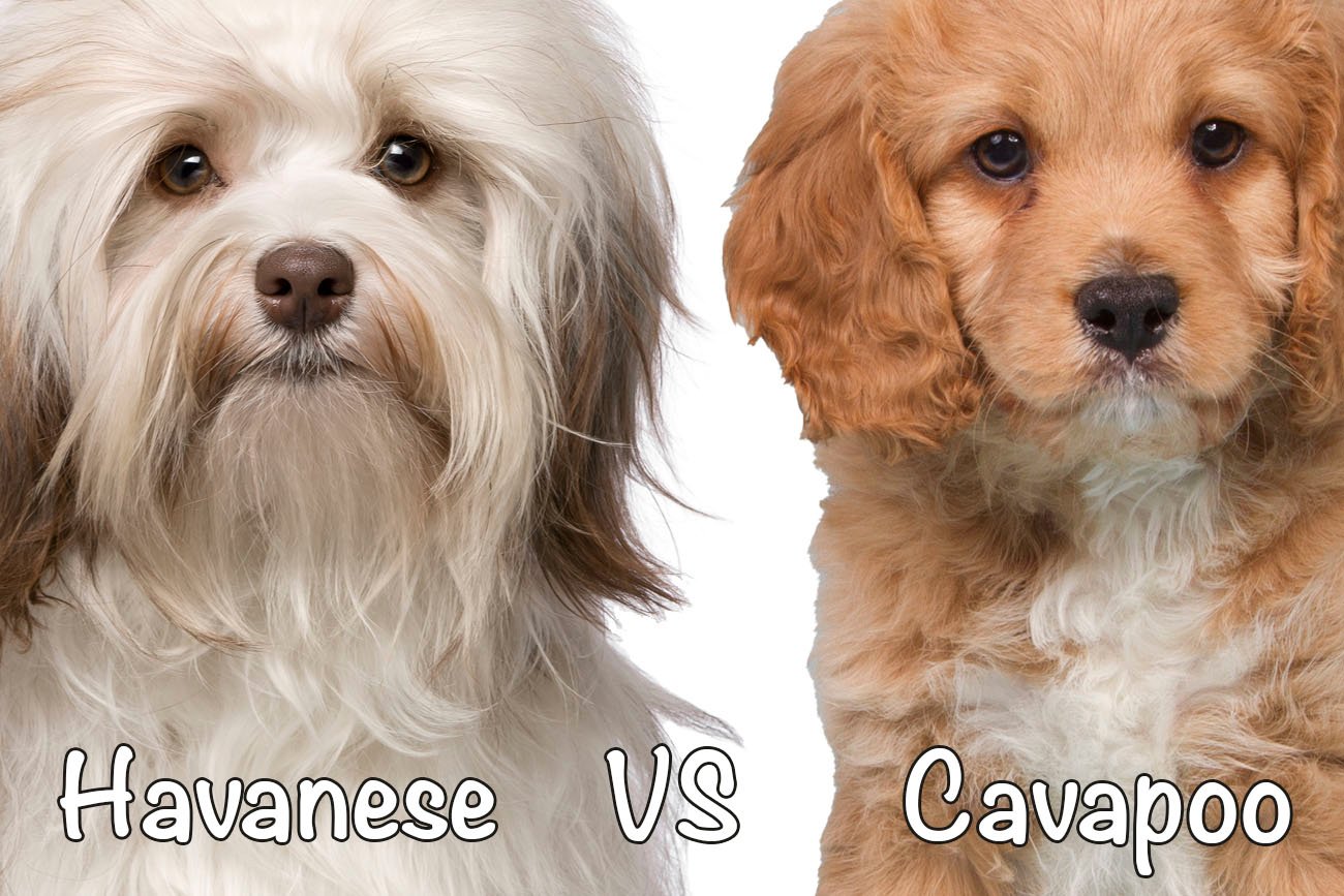 Havanese vs. Cavapoo