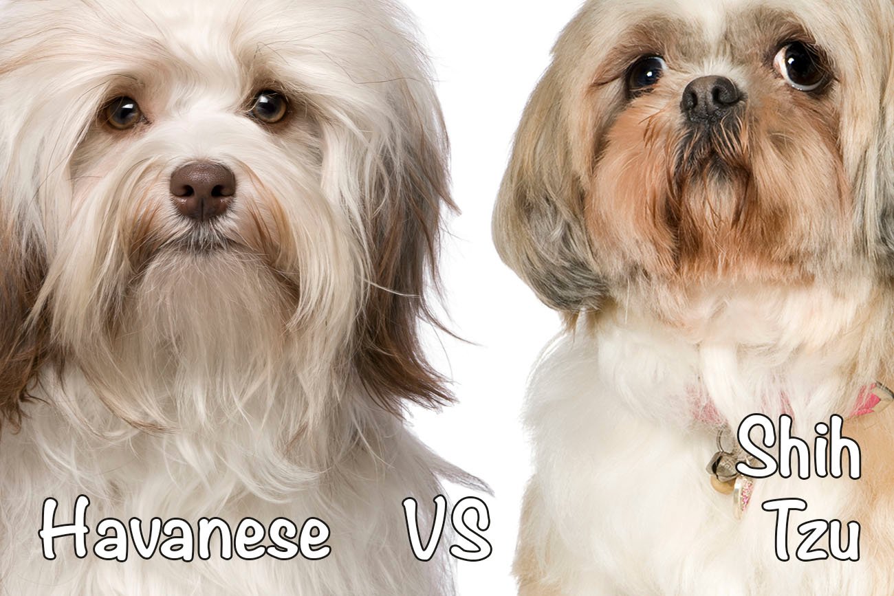 are bichon shih tzu hypoallergenic