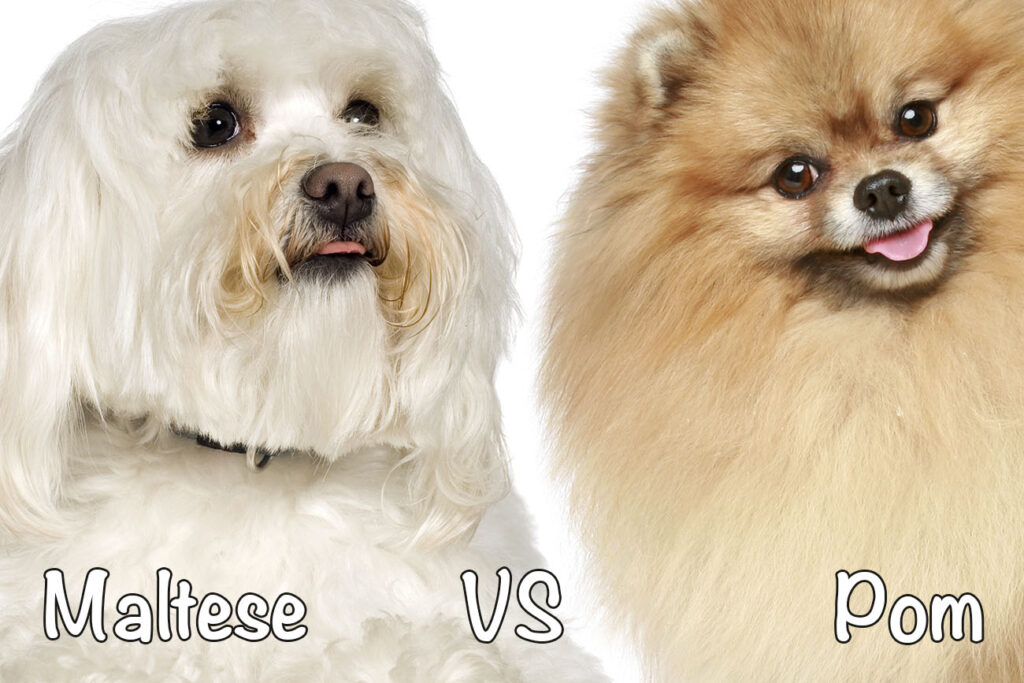 Maltese vs. Pomeranian