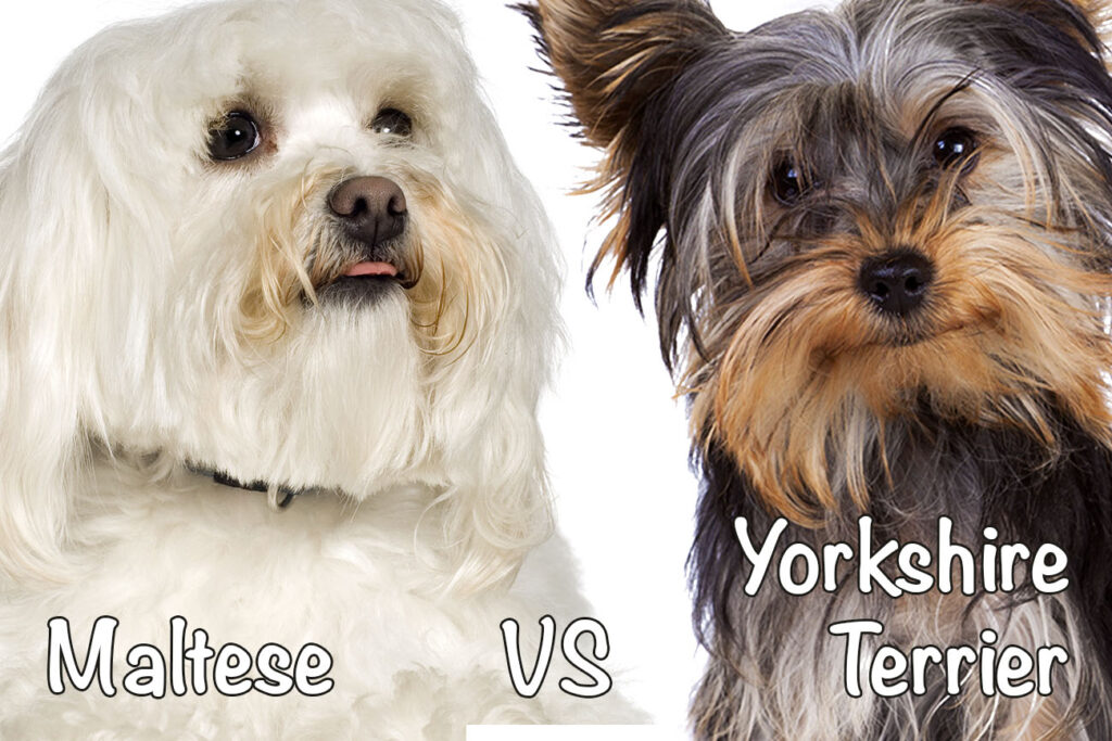 Maltese vs. Yorkie